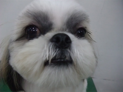 シーズートリミングカット文京区トリミングサロンビションカットアフロカットビションフリーゼブリーダー子犬安田美沙子はんな先輩東京フントヒュッテ13.jpg