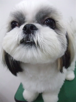 シーズートリミングカット文京区トリミングサロンビションカットアフロカットビションフリーゼブリーダー子犬安田美沙子はんな先輩東京フントヒュッテ14.jpg