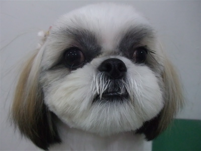 シーズートリミングカット文京区トリミングサロンビションカットアフロカットビションフリーゼブリーダー子犬安田美沙子はんな先輩東京フントヒュッテ15.jpg