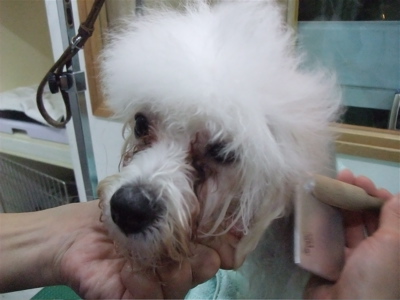 ビションフリーゼトリミング文京区トリミングサロンビションカットアフロカットビションフリーゼブリーダー子犬安田美沙子はんな先輩東京フントヒュッテhundehutte3.jpg