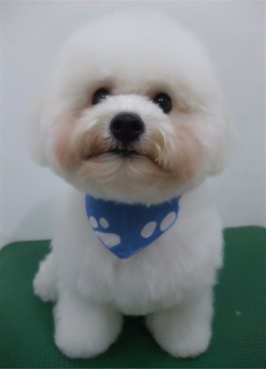 ビションフリーゼトリミング文京区トリミングサロンビションカットアフロカットビションフリーゼブリーダー子犬安田美沙子はんな先輩東京フントヒュッテhundehutte4.jpg