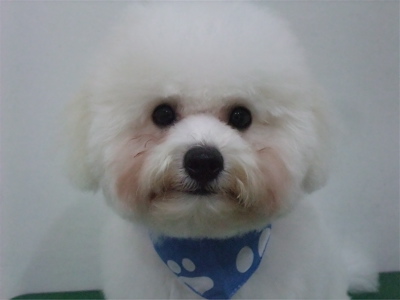 ビションフリーゼトリミング文京区トリミングサロンビションカットアフロカットビションフリーゼブリーダー子犬安田美沙子はんな先輩東京フントヒュッテhundehutte5.jpg