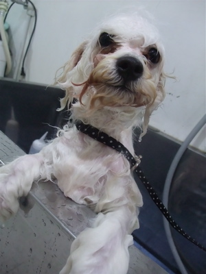 ビションフリーゼブリーダー子犬東京フントヒュッテhundehutte文京区トリミングサロンビションカットアフロカット良血統毛量の多いビション安田美沙子はんな先輩1.jpg