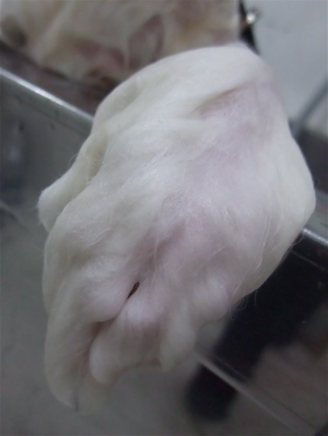 ビションフリーゼブリーダー子犬東京フントヒュッテhundehutte文京区トリミングサロンビションカットアフロカット良血統毛量の多いビション安田美沙子はんな先輩2.jpg