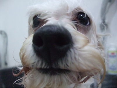 ビションフリーゼブリーダー子犬東京フントヒュッテhundehutte文京区トリミングサロンビションカットアフロカット良血統毛量の多いビション安田美沙子はんな先輩3.jpg