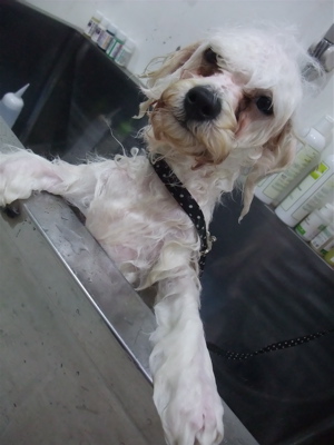 ビションフリーゼブリーダー子犬東京フントヒュッテhundehutte文京区トリミングサロンビションカットアフロカット良血統毛量の多いビション安田美沙子はんな先輩4.jpg