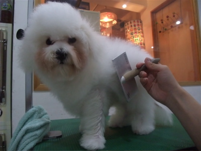 ビションフリーゼブリーダー子犬東京フントヒュッテhundehutte文京区トリミングサロンビションカットアフロカット良血統毛量の多いビション安田美沙子はんな先輩5.jpg