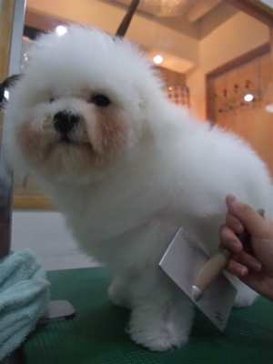 ビションフリーゼブリーダー子犬東京フントヒュッテhundehutte文京区トリミングサロンビションカットアフロカット良血統毛量の多いビション安田美沙子はんな先輩6.jpg
