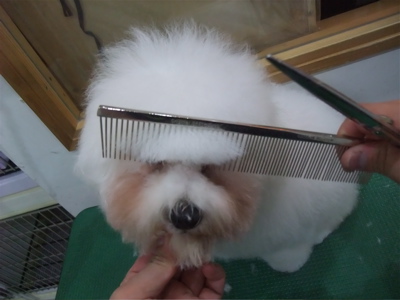 ビションフリーゼブリーダー子犬東京フントヒュッテhundehutte文京区トリミングサロンビションカットアフロカット良血統毛量の多いビション安田美沙子はんな先輩7.jpg