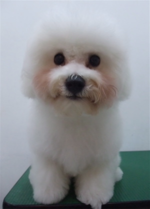 ビションフリーゼブリーダー子犬東京フントヒュッテhundehutte文京区トリミングサロンビションカットアフロカット良血統毛量の多いビション安田美沙子はんな先輩9.jpg