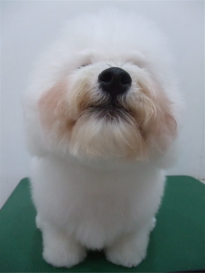 ビションフリーゼブリーダー子犬東京フントヒュッテhundehutte文京区トリミングサロンビションカットアフロカット良血統毛量の多いビション安田美沙子はんな先輩10.jpg