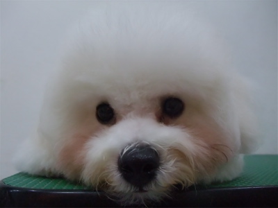 ビションフリーゼブリーダー子犬東京フントヒュッテhundehutte文京区トリミングサロンビションカットアフロカット良血統毛量の多いビション安田美沙子はんな先輩11.jpg