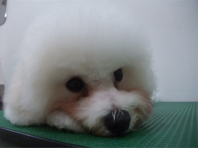 ビションフリーゼブリーダー子犬東京フントヒュッテhundehutte文京区トリミングサロンビションカットアフロカット良血統毛量の多いビション安田美沙子はんな先輩12.jpg