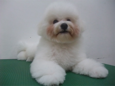 ビションフリーゼブリーダー子犬東京フントヒュッテhundehutte文京区トリミングサロンビションカットアフロカット良血統毛量の多いビション安田美沙子はんな先輩13.jpg