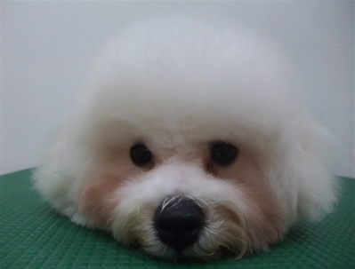 ビションフリーゼブリーダー子犬東京フントヒュッテhundehutte文京区トリミングサロンビションカットアフロカット良血統毛量の多いビション安田美沙子はんな先輩14.jpg