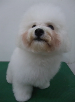 ビションフリーゼブリーダー子犬東京フントヒュッテhundehutte文京区トリミングサロンビションカットアフロカット良血統毛量の多いビション安田美沙子はんな先輩15.jpg