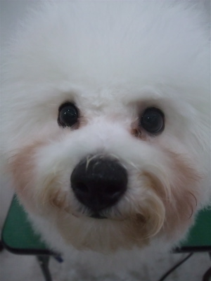 ビションフリーゼブリーダー子犬東京フントヒュッテhundehutte文京区トリミングサロンビションカットアフロカット良血統毛量の多いビション安田美沙子はんな先輩16.jpg
