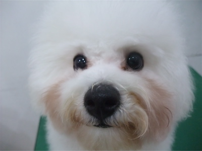 ビションフリーゼブリーダー子犬東京フントヒュッテhundehutte文京区トリミングサロンビションカットアフロカット良血統毛量の多いビション安田美沙子はんな先輩17.jpg