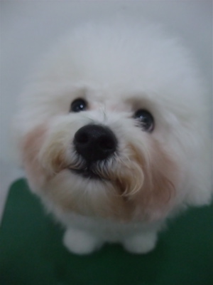 ビションフリーゼブリーダー子犬東京フントヒュッテhundehutte文京区トリミングサロンビションカットアフロカット良血統毛量の多いビション安田美沙子はんな先輩18.jpg