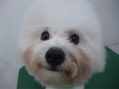 ビションフリーゼブリーダー子犬東京フントヒュッテhundehutte文京区トリミングサロンビションカットアフロカット良血統毛量の多いビション安田美沙子はんな先輩19.jpg