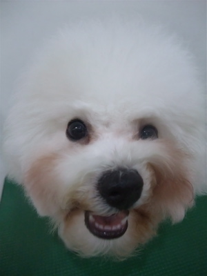 ビションフリーゼブリーダー子犬東京フントヒュッテhundehutte文京区トリミングサロンビションカットアフロカット良血統毛量の多いビション安田美沙子はんな先輩20.jpg