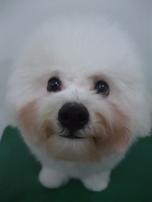 ビションフリーゼブリーダー子犬東京フントヒュッテhundehutte文京区トリミングサロンビションカットアフロカット良血統毛量の多いビション安田美沙子はんな先輩21.jpg