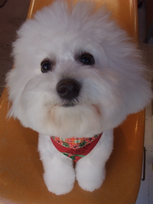 フントヒュッテビションフリーゼブリーダー子犬東京アフロカットトリミングサロン文京区ビションカット安田美沙子はんな先輩サンタクロースクリスマスバンダナ1.jpg