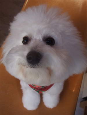 フントヒュッテビションフリーゼブリーダー子犬東京アフロカットトリミングサロン文京区ビションカット安田美沙子はんな先輩サンタクロースクリスマスバンダナ2.jpg