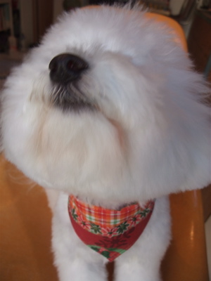 フントヒュッテビションフリーゼブリーダー子犬東京アフロカットトリミングサロン文京区ビションカット安田美沙子はんな先輩サンタクロースクリスマスバンダナ3.jpg