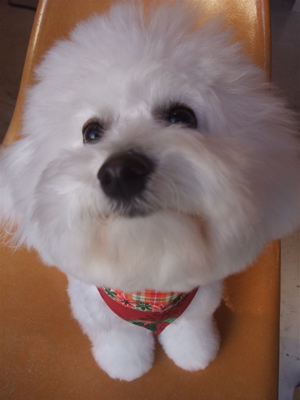 フントヒュッテビションフリーゼブリーダー子犬東京アフロカットトリミングサロン文京区ビションカット安田美沙子はんな先輩サンタクロースクリスマスバンダナ4.jpg