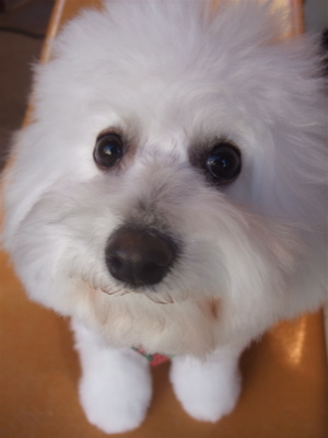 フントヒュッテビションフリーゼブリーダー子犬東京アフロカットトリミングサロン文京区ビションカット安田美沙子はんな先輩サンタクロースクリスマスバンダナ5.jpg