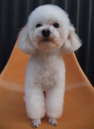 トイプーアフロカット文京区トリミングプードルカットトイプードルブリーダー子犬ショップ出産東京ビションフリーゼトリミングフントヒュッテhundehuttea.jpg