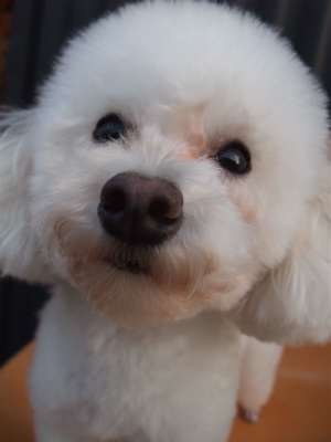 トイプーアフロカット文京区トリミングプードルカットトイプードルブリーダー子犬ショップ出産東京ビションフリーゼトリミングフントヒュッテhundehutteb.jpg