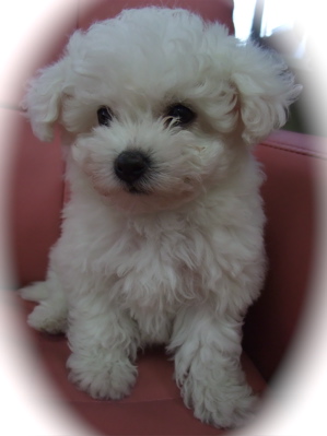 ビションフリーゼブリーダー子犬こいぬ赤ちゃん出産東京フントヒュッテビションフリーゼ文京区トリミングサロンビションカット安田美沙子はんな先輩犬泉くん1.jpg