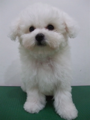 子犬こいぬのシャンプービションフリーゼブリーダー東京フントヒュッテオリジナルリード犬首輪文京区トリミングビションカット安田美沙子はんな先輩hundehutte6.jpg
