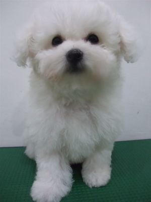 子犬こいぬのシャンプービションフリーゼブリーダー東京フントヒュッテオリジナルリード犬首輪文京区トリミングビションカット安田美沙子はんな先輩hundehutte7.jpg
