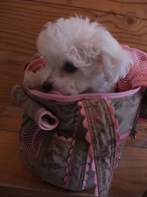 Le Chien et SAYO¥ë¥·¥¢¥ó¡¦¥¨¡¦¥µ¥è¥ë¥·¥¢¥ó¥¨¥µ¥èPersona Tambour¥×¥ë¥½¥Ê¥¿¥ó¥Ö¡¼¥ë¥»¥ì¥Ö¥É¥Ã¥°¥°¥Ã¥º¥¥ã¥ê¡¼¥Ð¥Ã¥°¥Ó¥·¥ç¥óÅìµþ¥Õ¥ó¥È¥Ò¥å¥Ã¥ÆÊ¸µþ¶è¥È¥ê¥ß¥ó¥°1.jpg