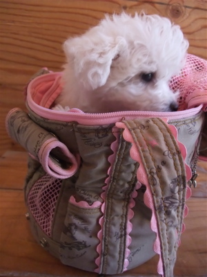 Le Chien et SAYO¥ë¥·¥¢¥ó¡¦¥¨¡¦¥µ¥è¥ë¥·¥¢¥ó¥¨¥µ¥èPersona Tambour¥×¥ë¥½¥Ê¥¿¥ó¥Ö¡¼¥ë¥»¥ì¥Ö¥É¥Ã¥°¥°¥Ã¥º¥¥ã¥ê¡¼¥Ð¥Ã¥°¥Ó¥·¥ç¥óÅìµþ¥Õ¥ó¥È¥Ò¥å¥Ã¥ÆÊ¸µþ¶è¥È¥ê¥ß¥ó¥°2.jpg