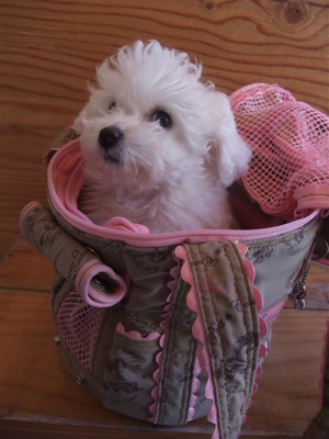 Le Chien et SAYO¥ë¥·¥¢¥ó¡¦¥¨¡¦¥µ¥è¥ë¥·¥¢¥ó¥¨¥µ¥èPersona Tambour¥×¥ë¥½¥Ê¥¿¥ó¥Ö¡¼¥ë¥»¥ì¥Ö¥É¥Ã¥°¥°¥Ã¥º¥¥ã¥ê¡¼¥Ð¥Ã¥°¥Ó¥·¥ç¥óÅìµþ¥Õ¥ó¥È¥Ò¥å¥Ã¥ÆÊ¸µþ¶è¥È¥ê¥ß¥ó¥°3.jpg