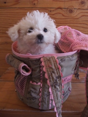 Le Chien et SAYO¥ë¥·¥¢¥ó¡¦¥¨¡¦¥µ¥è¥ë¥·¥¢¥ó¥¨¥µ¥èPersona Tambour¥×¥ë¥½¥Ê¥¿¥ó¥Ö¡¼¥ë¥»¥ì¥Ö¥É¥Ã¥°¥°¥Ã¥º¥¥ã¥ê¡¼¥Ð¥Ã¥°¥Ó¥·¥ç¥óÅìµþ¥Õ¥ó¥È¥Ò¥å¥Ã¥ÆÊ¸µþ¶è¥È¥ê¥ß¥ó¥°5.jpg