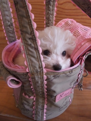 Le Chien et SAYO¥ë¥·¥¢¥ó¡¦¥¨¡¦¥µ¥è¥ë¥·¥¢¥ó¥¨¥µ¥èPersona Tambour¥×¥ë¥½¥Ê¥¿¥ó¥Ö¡¼¥ë¥»¥ì¥Ö¥É¥Ã¥°¥°¥Ã¥º¥¥ã¥ê¡¼¥Ð¥Ã¥°¥Ó¥·¥ç¥óÅìµþ¥Õ¥ó¥È¥Ò¥å¥Ã¥ÆÊ¸µþ¶è¥È¥ê¥ß¥ó¥°6.jpg