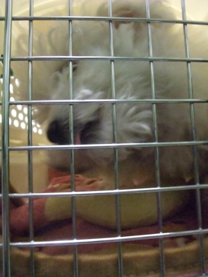 ビションフリーゼブリーダー東京フントヒュッテオリジナル首輪犬グッズトリミングビションカット文京区混合ワクチン接種ノミダニフィラリア予防動物病院4.jpg