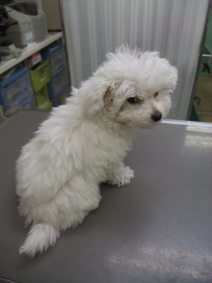 ビションフリーゼブリーダー東京フントヒュッテオリジナル首輪犬グッズトリミングビションカット文京区混合ワクチン接種ノミダニフィラリア予防動物病院5.jpg