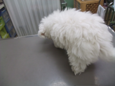 ビションフリーゼブリーダー東京フントヒュッテオリジナル首輪犬グッズトリミングビションカット文京区混合ワクチン接種ノミダニフィラリア予防動物病院6.jpg