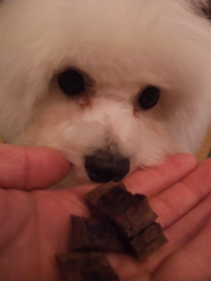 P-ball犬おやつ国産無添加無着色まぐろダイスカットフントヒュッテhundehutte東京ビションフリーゼブリーダービションカット文京区トリミングたまごちゃんランコ1.jpg