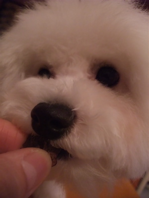 P-ball犬おやつ国産無添加無着色まぐろダイスカットフントヒュッテhundehutte東京ビションフリーゼブリーダービションカット文京区トリミングたまごちゃんランコ4.jpg