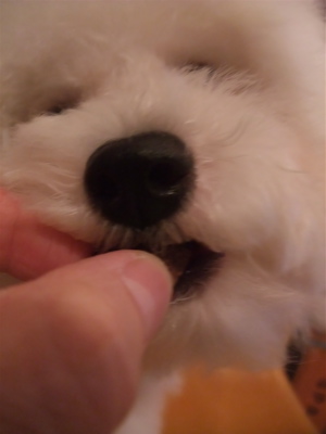 P-ball犬おやつ国産無添加無着色まぐろダイスカットフントヒュッテhundehutte東京ビションフリーゼブリーダービションカット文京区トリミングたまごちゃんランコ5.jpg