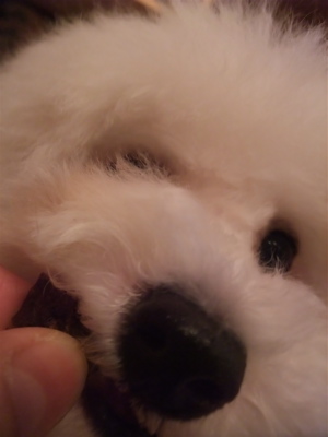 P-ball犬おやつ国産無添加無着色まぐろダイスカットフントヒュッテhundehutte東京ビションフリーゼブリーダービションカット文京区トリミングたまごちゃんランコ3.jpg