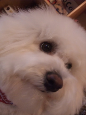 ビションフリーゼブリーダー東京フントヒュッテビションカット文京区トリミングアフロカットアフロ犬犬泉くんはんな先輩安田美沙子たまごちゃんランコサンゲツ2.jpg