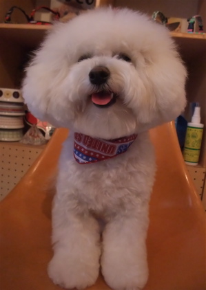 ビションフリーゼブリーダー東京フントヒュッテビションカット文京区トリミングアフロカットアフロ犬犬泉くんはんな先輩安田美沙子たまごちゃんランコサンゲツ4.jpg
